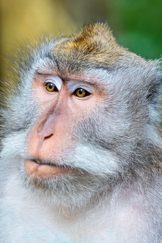 Macaque Monkey in Monkey Forest-Ubud-Bali-Indonesia